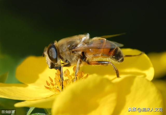 勤劳朴实默默无闻读这几首写蜜蜂的诗词感受古人的蜂情