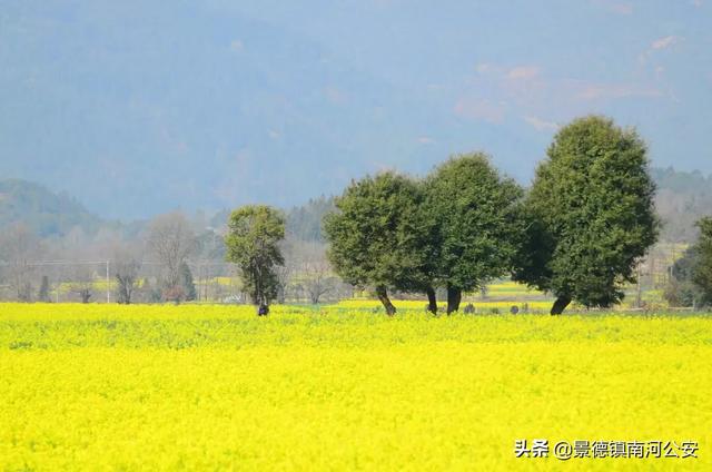 诗词丨17首油菜花诗词：打团飞入菜花去，自信世间无别香