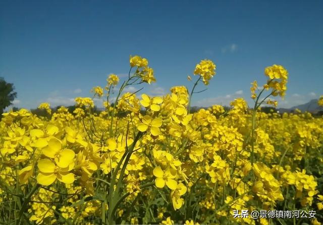 诗词丨17首油菜花诗词：打团飞入菜花去，自信世间无别香