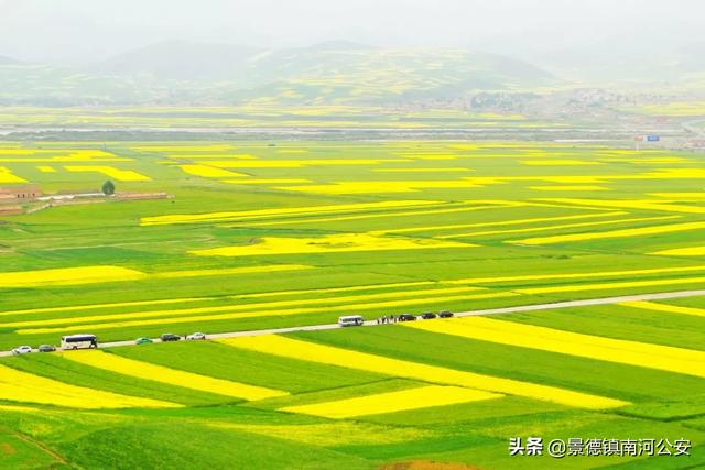 诗词丨17首油菜花诗词：打团飞入菜花去，自信世间无别香