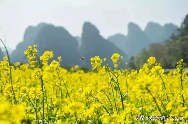 诗词丨17首油菜花诗词：打团飞入菜花去，自信世间无别香