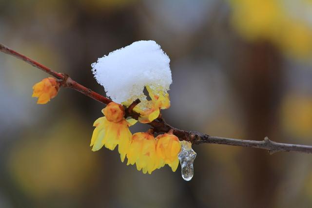 春诗丽句：最是恼人倒春寒，一枝春雪冻梅花