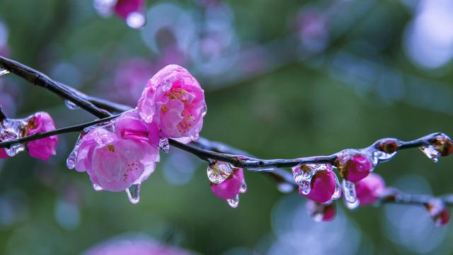 春诗丽句：最是恼人倒春寒，一枝春雪冻梅花