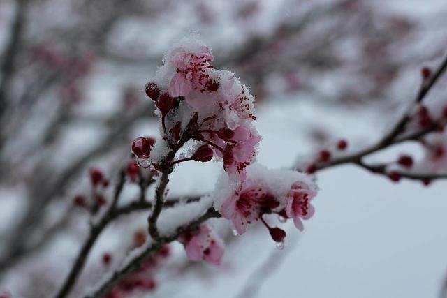 春詩麗句:最是惱人倒春寒,一枝春雪凍梅花 - 好句子大全