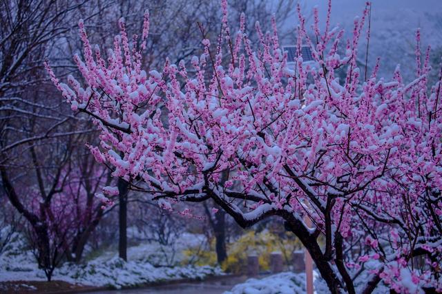 春诗丽句：最是恼人倒春寒，一枝春雪冻梅花