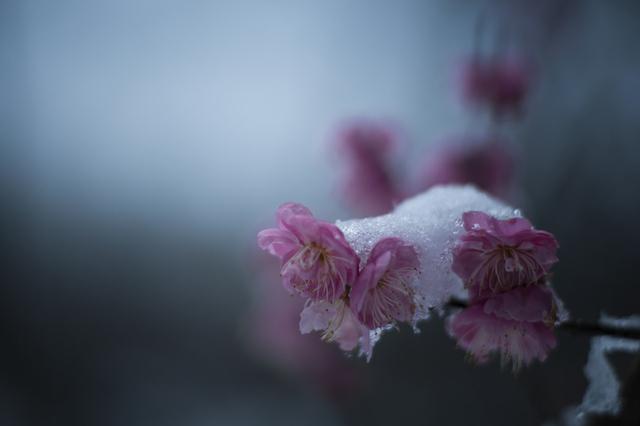 春诗丽句：最是恼人倒春寒，一枝春雪冻梅花