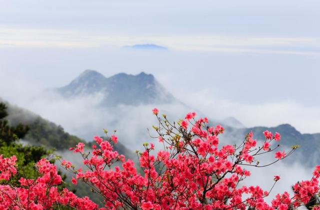 【诗词鉴赏】杜鹃花发映山红，古诗词里的杜鹃花，烂漫绚丽！