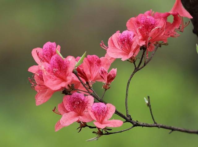 【诗词鉴赏】杜鹃花发映山红，古诗词里的杜鹃花，烂漫绚丽！