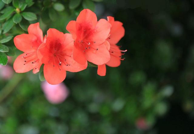 【诗词鉴赏】杜鹃花发映山红，古诗词里的杜鹃花，烂漫绚丽！