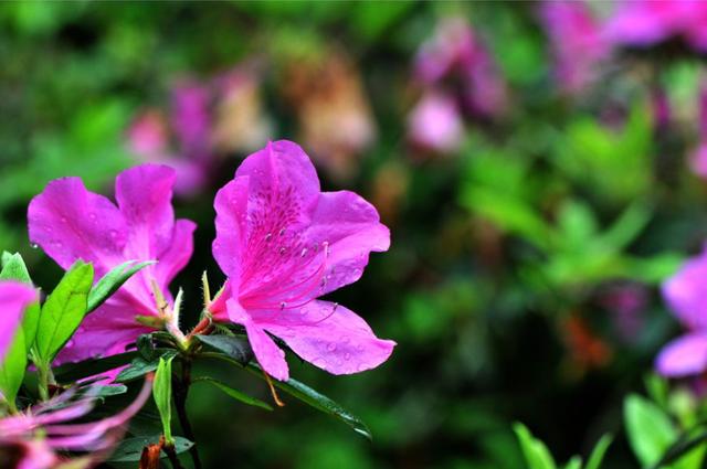 【诗词鉴赏】杜鹃花发映山红，古诗词里的杜鹃花，烂漫绚丽！