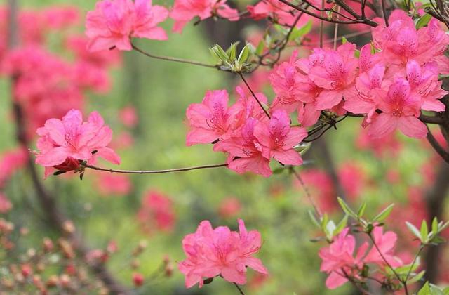 【诗词鉴赏】杜鹃花发映山红，古诗词里的杜鹃花，烂漫绚丽！