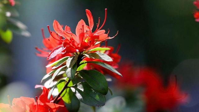 【诗词鉴赏】杜鹃花发映山红，古诗词里的杜鹃花，烂漫绚丽！