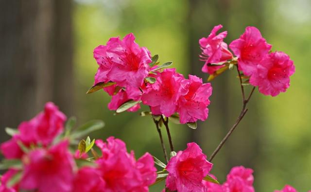 【诗词鉴赏】杜鹃花发映山红，古诗词里的杜鹃花，烂漫绚丽！