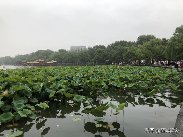 烟雨蒙蒙游西湖，时有落花至，追随流水香。西湖的美，真名不虚传