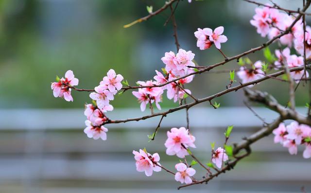 「诗词鉴赏」三月桃花开，十首桃花的诗词，惊艳了整个春天