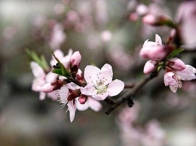 「诗词鉴赏」三月桃花开，十首桃花的诗词，惊艳了整个春天