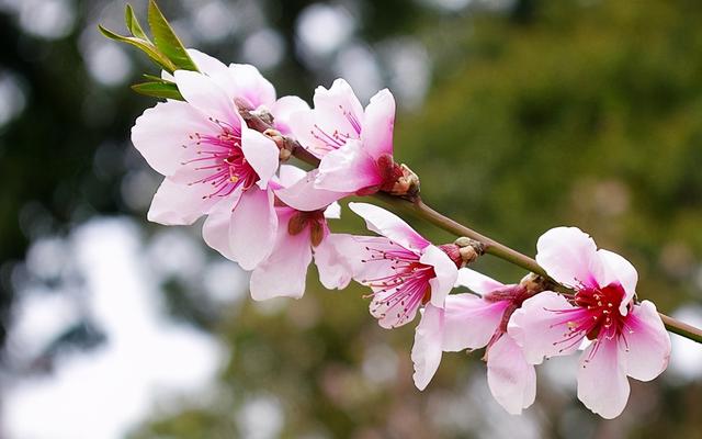 「诗词鉴赏」三月桃花开，十首桃花的诗词，惊艳了整个春天