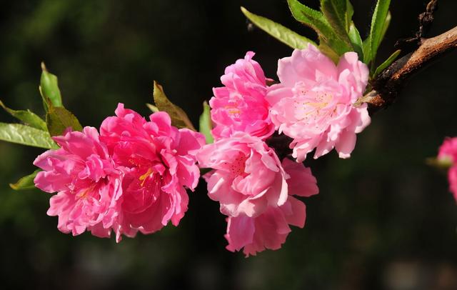 「诗词鉴赏」三月桃花开，十首桃花的诗词，惊艳了整个春天