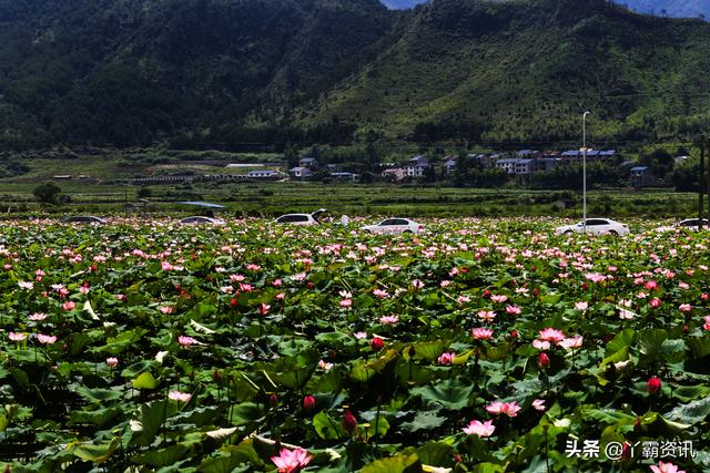 荷花：像冰那样清澈透明，像玉那样洁白无瑕