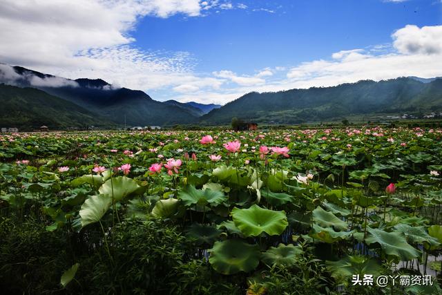 荷花：像冰那样清澈透明，像玉那样洁白无瑕