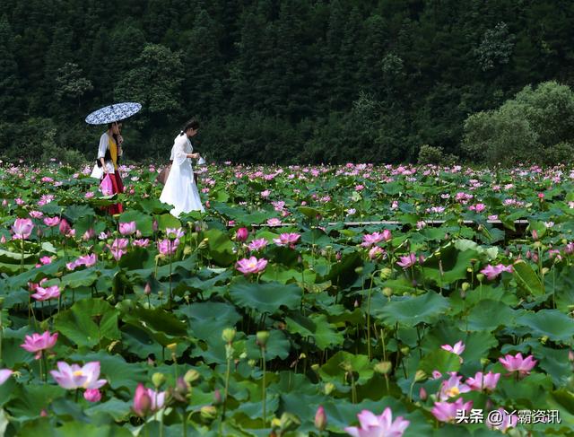 荷花：像冰那样清澈透明，像玉那样洁白无瑕