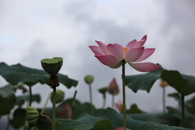 “风吹一片叶，万物已惊秋”走进古诗词中的早秋天气