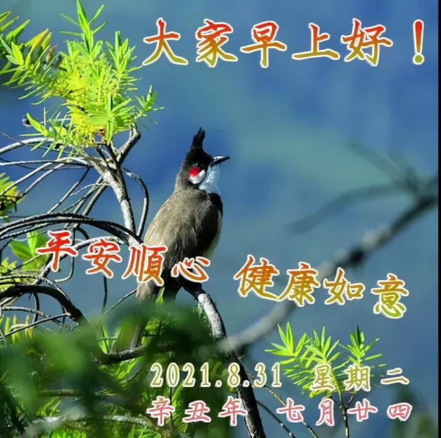 数不完的是我无限的祝愿，愿你好花常开，好运常来，早安