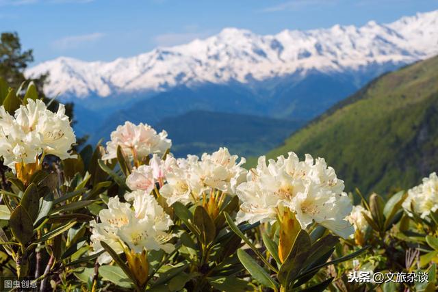 「杜鹃花里杜鹃啼」十二首杜鹃花诗词，赏“花中西施”之美