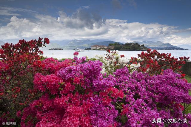 「杜鹃花里杜鹃啼」十二首杜鹃花诗词，赏“花中西施”之美