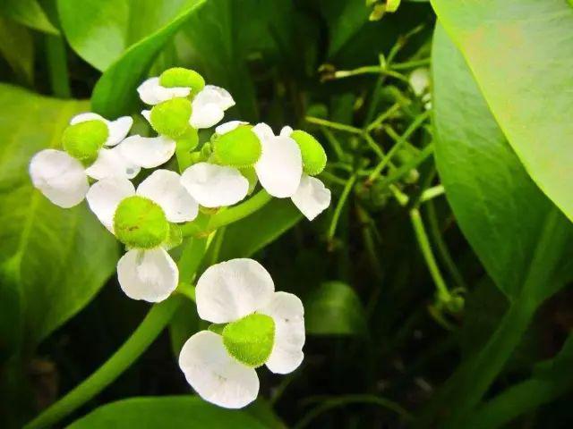 争夺诗词大会冠军就靠它！组合飞花令：颜色＋植物系列（一）