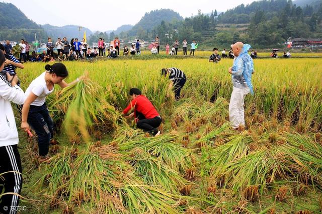 农事耕作离不开经典农谚，条条藏着大智慧，散发着泥土的芳香！