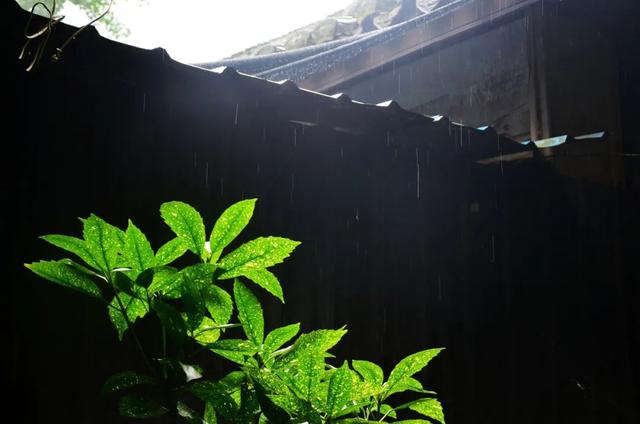 诗词｜雨天发朋友圈，文案这样写