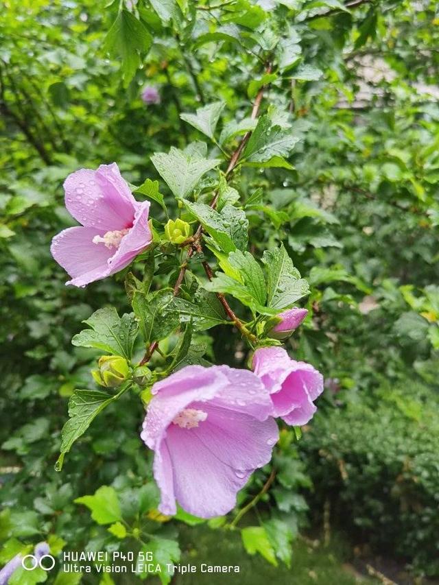 青未了/秋雨绵绵