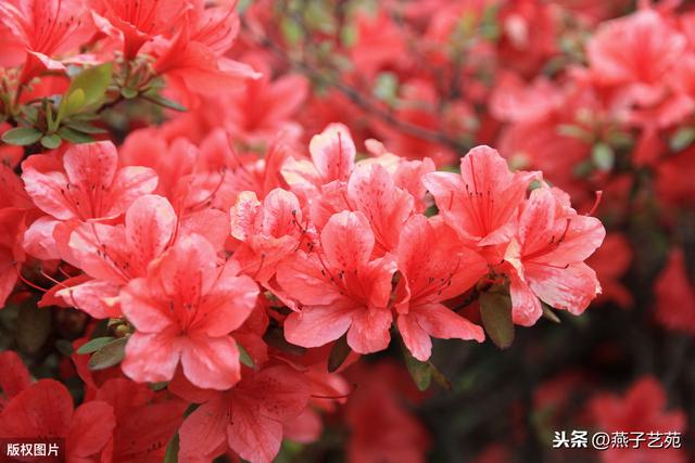 七绝《杜鹃花绽杜鹃鸣》十二首