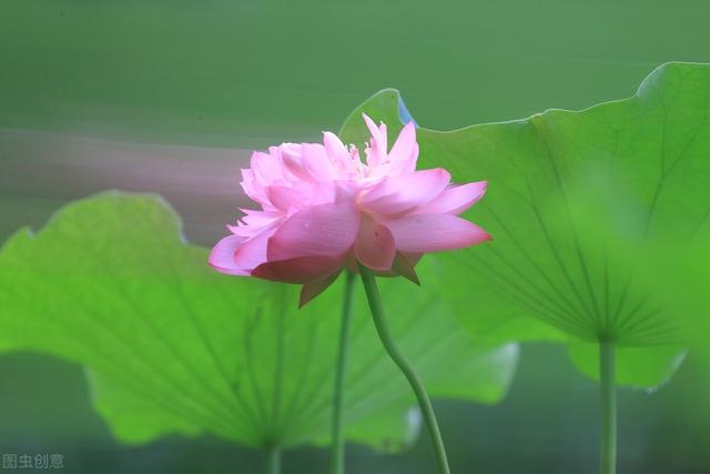 荷叶雨，鲤鱼风，送你四首六月的古诗，感受盛夏的清凉