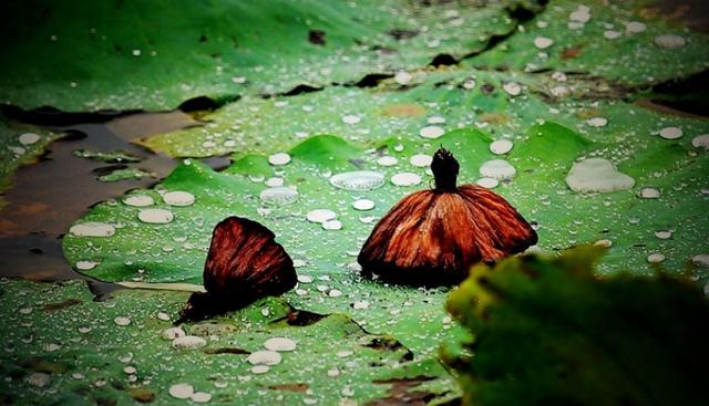 偏爱清秋夜雨时，十首秋雨的诗词，品味古诗词里的浪漫秋雨