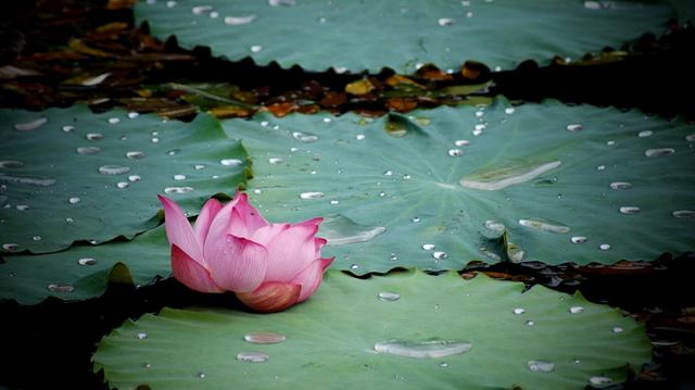 偏爱清秋夜雨时，十首秋雨的诗词，品味古诗词里的浪漫秋雨