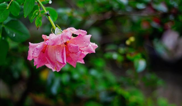 偏爱清秋夜雨时，十首秋雨的诗词，品味古诗词里的浪漫秋雨