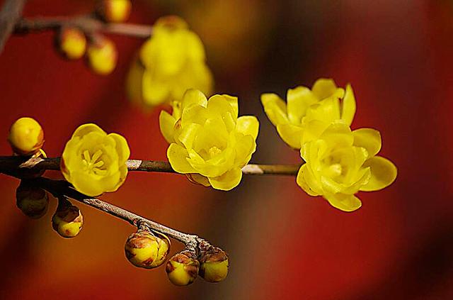 腊梅花～鹅黄淡蕊销金玉，风透含香自近人