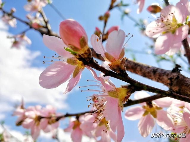 诗经桃花：桃之夭夭，灼灼其华，先秦最端庄美丽的花朵