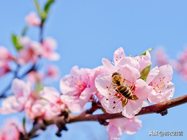 诗经桃花：桃之夭夭，灼灼其华，先秦最端庄美丽的花朵