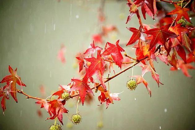 诗词丨一帘秋雨，满地相思