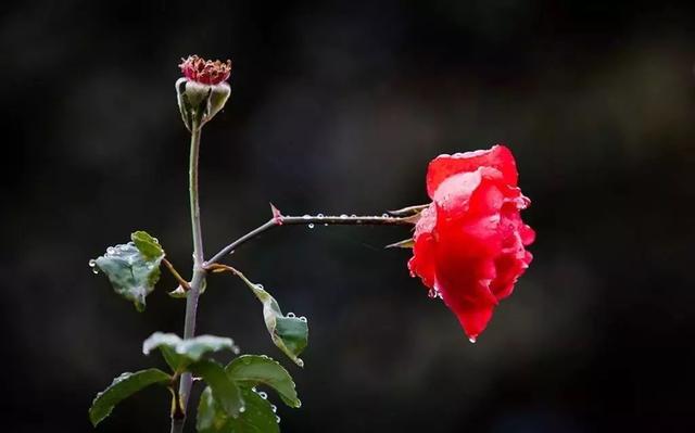 诗词丨一帘秋雨，满地相思