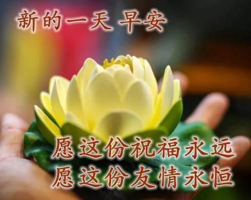 清晨美好正能量励志语录，清新带字图片安康问候祝福图片大全