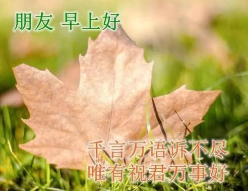 清晨美好正能量励志语录，清新带字图片安康问候祝福图片大全