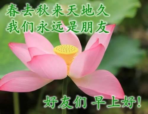 清晨美好正能量励志语录，清新带字图片安康问候祝福图片大全