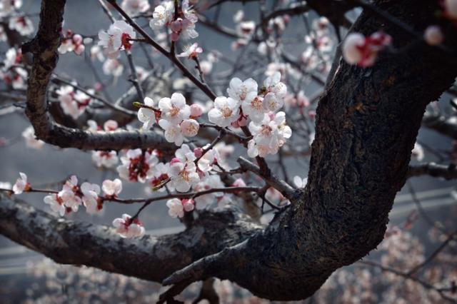 【诗词鉴赏】春风暖，杏花吹满头—那些美丽的杏花诗词！