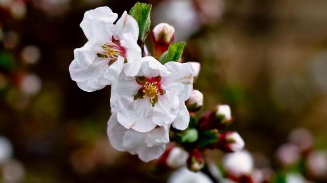 【诗词鉴赏】春风暖，杏花吹满头—那些美丽的杏花诗词！