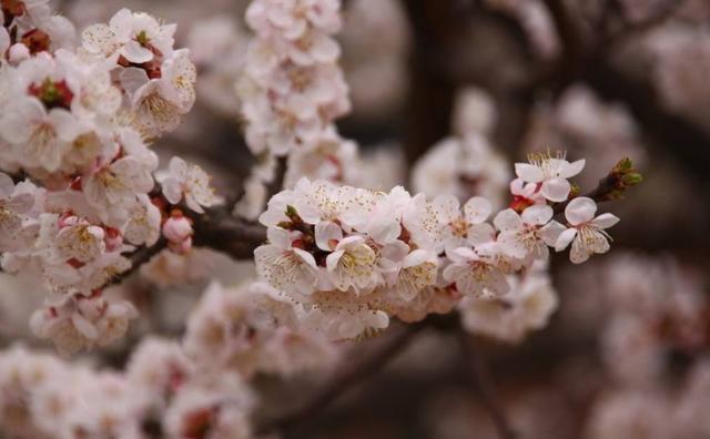 【诗词鉴赏】春风暖，杏花吹满头—那些美丽的杏花诗词！