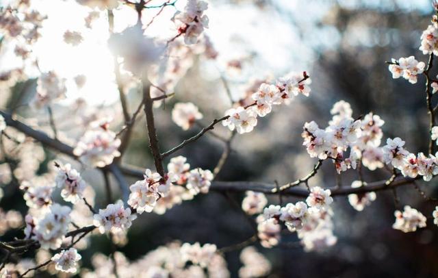 【诗词鉴赏】春风暖，杏花吹满头—那些美丽的杏花诗词！